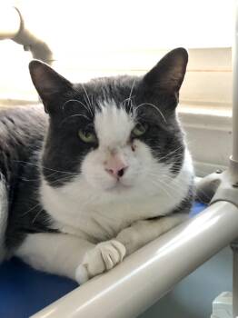 Rescue Domestic Short Hair Cats for Adoption in Salisbury, Massachusetts - G.W. McLintock | PetCurious