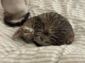 Torbie and Domestic Short Hair Cats Available for Adoption in Oakland, California - Eliza (bonded With Theodosia) | PetCurious