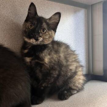Coconut -  Domestic Short Hair Cat Available for Adoption in Waterloo, Iowa - Coconut | PetCurious