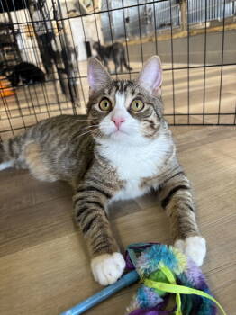 Rescue American Shorthair and Tabby Cats for Adoption in Massapequa, New York - EDDIE | PetCurious