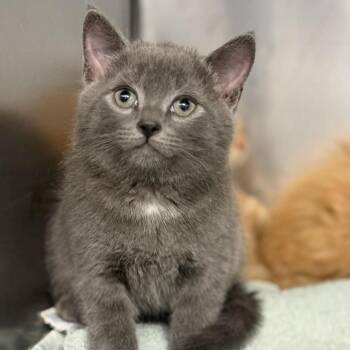 Domestic Short Hair Cats Available for Adoption in Martinsville, Virginia - Cinco | PetCurious