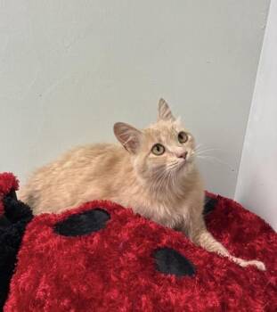 Domestic Long Hair and Domestic Short Hair Cats Available for Adoption in Picayune, Mississippi - Dustie | PetCurious