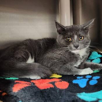 Tyson -  Domestic Short Hair Cat for Adoption in Walker, Michigan - Tyson | PetCurious