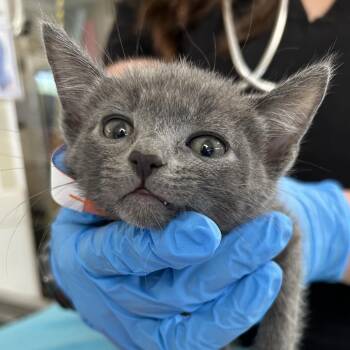 Jordyn -  Domestic Short Hair Cat for Adoption in Ojai, California - Jordyn | PetCurious
