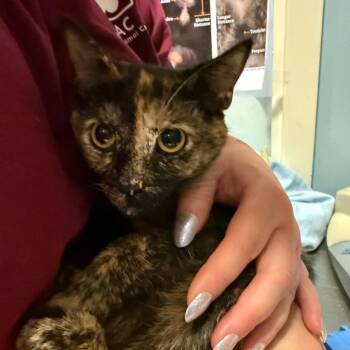 Sassy Pants -  Domestic Short Hair Cat Available for Adoption in Chattanooga, Tennessee - Sassy Pants | PetCurious