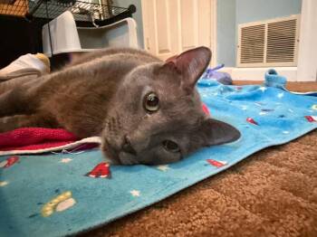 Bagel -  Domestic Short Hair Cat for Adoption in Franklin Township, New Jersey - Bagel | PetCurious