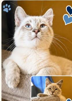 Big Girl -  Siamese Cat for Adoption in Charles City, Iowa - Big Girl | PetCurious