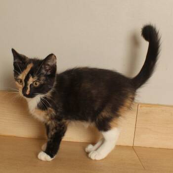 Morgan C70845 -  Domestic Medium Hair Cat for Adoption in Minnetonka, Minnesota - Morgan C70845 | PetCurious
