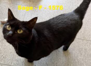 Sage -  Domestic Short Hair Cat for Adoption in Weatherford, Texas - Sage | PetCurious