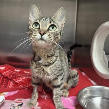 Domestic Short Hair Cats Available for Adoption in Lakeland, Florida - Bizzy | PetCurious