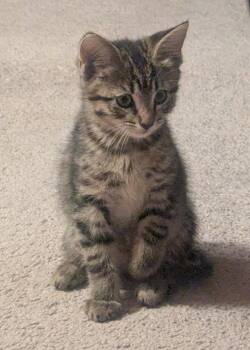 Daisy -  Tabby and Domestic Short Hair Cat for Adoption in Buford, Georgia - Daisy | PetCurious