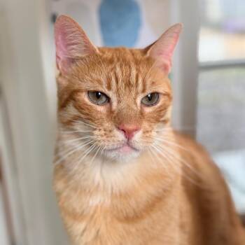 Simba -  Domestic Short Hair Cat for Adoption in Aldie, Virginia - Simba | PetCurious