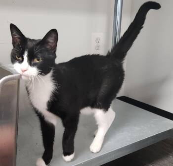 Little Foot -  Domestic Short Hair Cat for Adoption in Herndon, Virginia - Little Foot | PetCurious