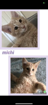 Rescue Tabby Cats for Adoption in Jeffersontown, Kentucky - Michi | PetCurious