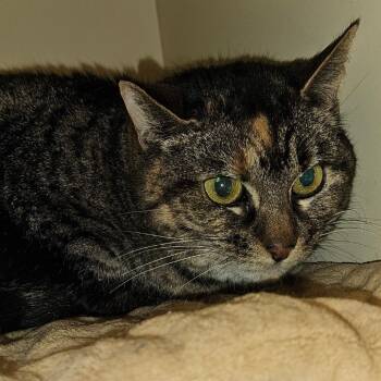 Domestic Short Hair Cats Available for Adoption in Dayton, Ohio - Pudding | PetCurious