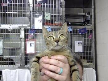 Domestic Short Hair Cats Available for Adoption in Pasadena, Texas - A184823 | PetCurious