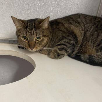 Umber -  Domestic Short Hair Cat for Adoption in Binghamton, New York - Umber | PetCurious