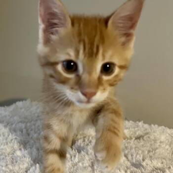 Gunner -  Domestic Short Hair Cat for Adoption in Nampa, Idaho - Gunner | PetCurious
