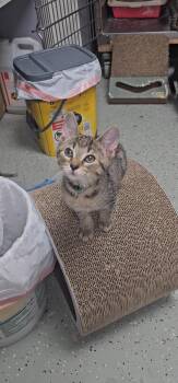 Sir Mercury -  Domestic Short Hair Cat for Adoption in Mokena, Illinois - Sir Mercury | PetCurious