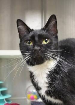 Francine 51792 -  Domestic Short Hair Cat for Adoption in Aiken, South Carolina - Francine 51792 | PetCurious