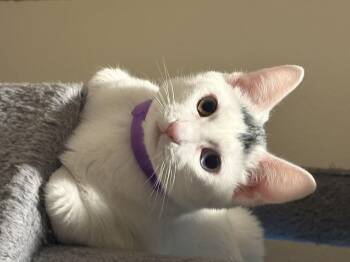 Rescue Turkish Van Cats for Adoption in Woodinville, Washington - Palomo | PetCurious