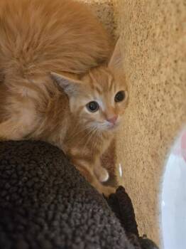 POOH -  Domestic Short Hair Cat for Adoption in Louisville, Kentucky - POOH | PetCurious