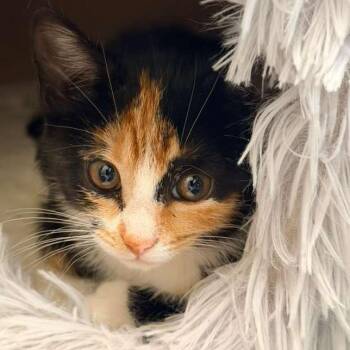 Minnie -  Domestic Short Hair Cat for Adoption in Winchester, Virginia - Minnie | PetCurious