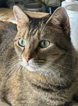 Rescue Torbie Cats for Adoption in Duette, Florida - Sandy | PetCurious
