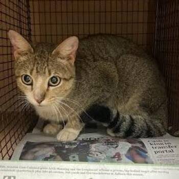 Domestic Short Hair Cats Available for Adoption - Enoki Mushroom | PetCurious