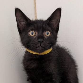 Stormi -  Domestic Short Hair Cat for Adoption in Long Beach, California - Stormi | PetCurious