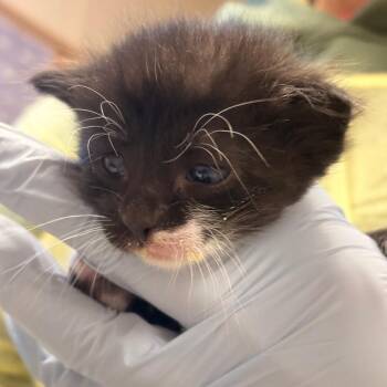 Portobello -  Domestic Short Hair Cat for Adoption - Portobello | PetCurious
