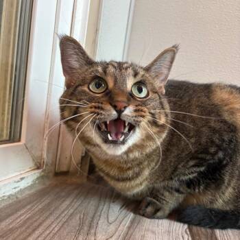 Bonnie(bonded to Clyde) -  Domestic Short Hair Cat for Adoption in West Des Moines, Iowa - Bonnie(bonded To Clyde) | PetCurious