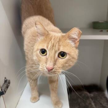 Domestic Short Hair Cats Available for Adoption - Ace | PetCurious