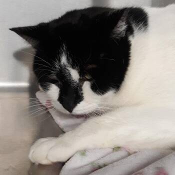 Domestic Short Hair Cats Available for Adoption in Spokane, Washington - Sparky | PetCurious