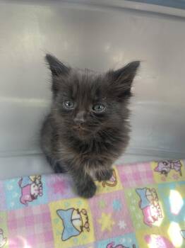 Feyre -  Domestic Long Hair Cat Available for Adoption in Newnan, Georgia - Feyre | PetCurious