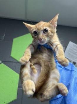 Cooper Grant -  Domestic Short Hair Cat for Adoption in Fort Worth, Texas - Cooper Grant | PetCurious