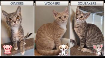 Rescue Domestic Short Hair Cats for Adoption in Cincinnati, Ohio - Oinkers Woofers Squeakers | PetCurious