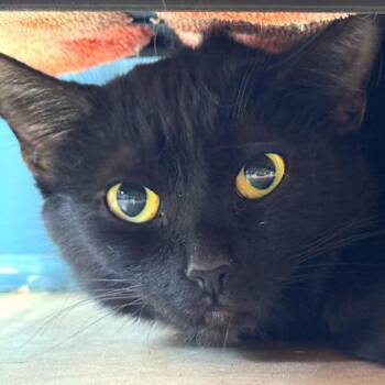 Bauta -  Domestic Short Hair Cat for Adoption in Decatur, Georgia - Bauta | PetCurious