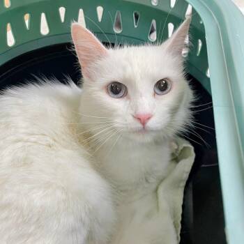 Jadis -  Domestic Medium Hair Cat for Adoption in Harrisonburg, Virginia - Jadis | PetCurious