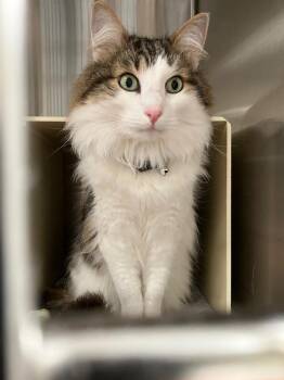 Domestic Medium Hair Cats Available for Adoption in Lunenburg, Massachusetts - KimChi | PetCurious