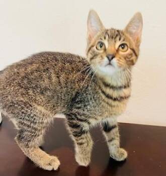 Rescue Domestic Short Hair Cats for Adoption in Houston, Texas - Kori | PetCurious