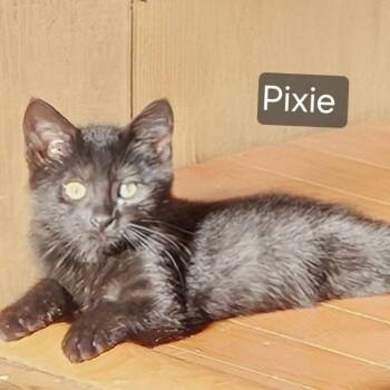 Pixie -  Domestic Short Hair Cat for Adoption in Rochester, Minnesota - Pixie | PetCurious