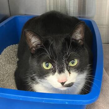 Jasper -  Domestic Short Hair Cat for Adoption in Burlington, Ontario - Jasper | PetCurious