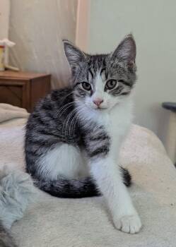 Dutchess -  Domestic Short Hair Cat Available for Adoption in Export, Pennsylvania - Dutchess | PetCurious
