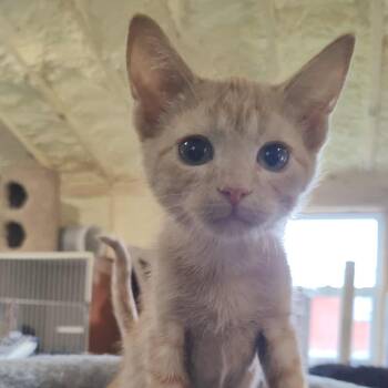 Rescue Domestic Medium Hair Cats for Adoption in Park Falls, Wisconsin - Daiquiri | PetCurious