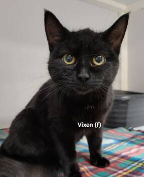 Rescue Domestic Short Hair Cats for Adoption in Mazon, Illinois - Vixen | PetCurious