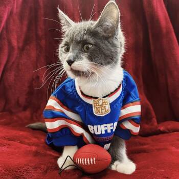 Domestic Short Hair Cats Available for Adoption - Lil Stefon | PetCurious