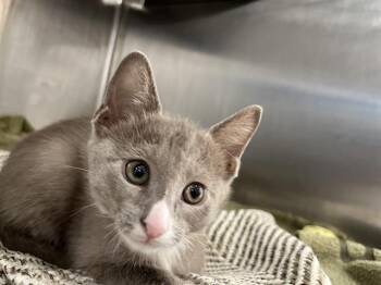 BOOKER -  Domestic Short Hair Cat for Adoption in Chula Vista, California - BOOKER | PetCurious