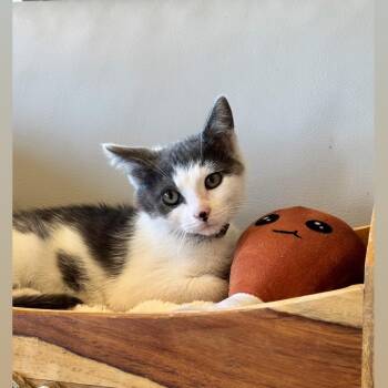 Chicken Nugget -  Domestic Short Hair Cat for Adoption in Syosset, New York - Chicken Nugget | PetCurious