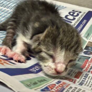 Arely -  Domestic Short Hair Cat for Adoption in Yuma, Arizona - Arely | PetCurious